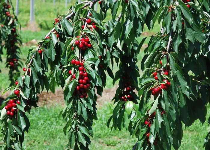 Çiftlik konaklama Terra E Sole *
